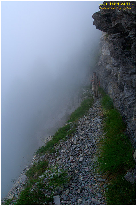 toraggio via alpini, fiori di montagna, fiori della Liguria, alpi Liguri, appennino ligure, Val d'Aveto